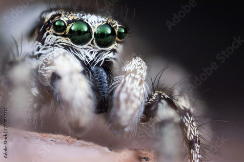 Jumping spider macro © stockfotocz