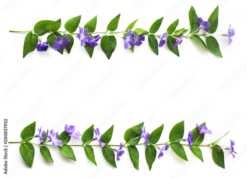 ツルニチニチソウの花飾り Stock Photo Adobe Stock