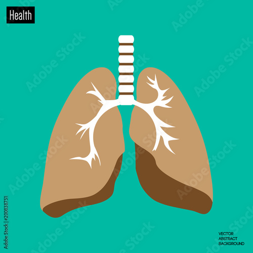 Lungs human. Anatomy organ. photo