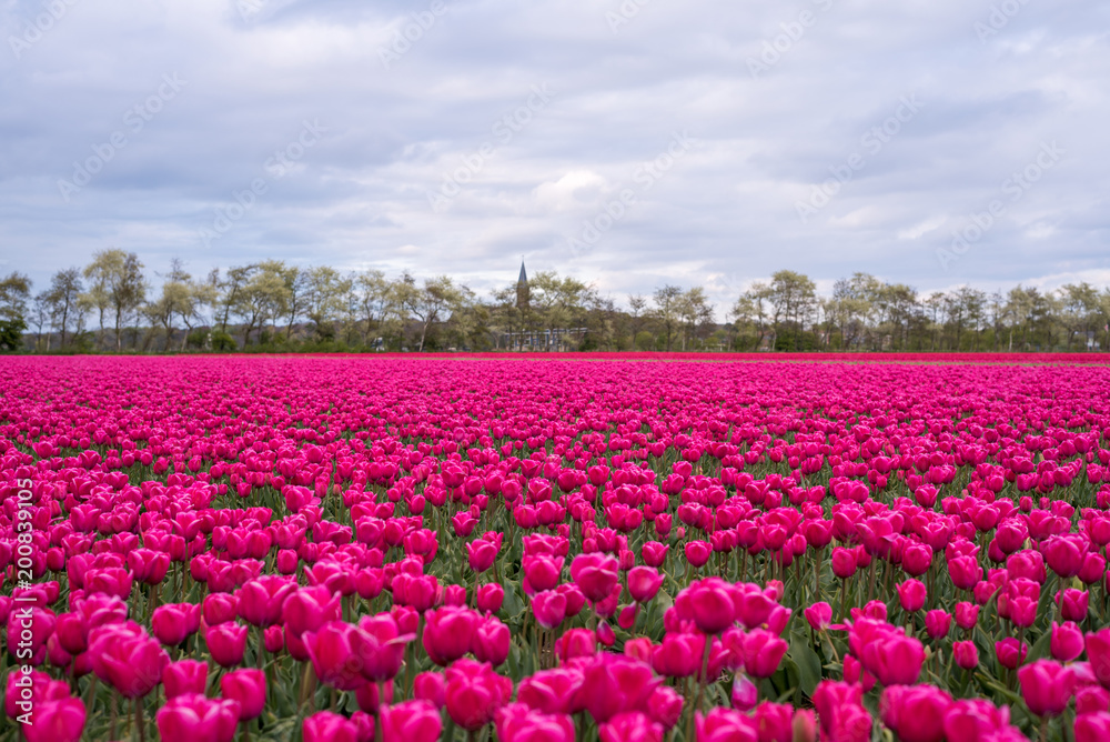 Colourful tulip fields, Netherlands Colourful tulip fields, Netherlands