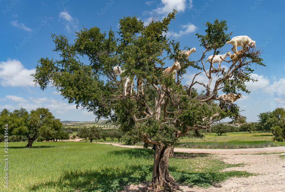 Landscape with goats in a big tree Landscape with goats in a big tree