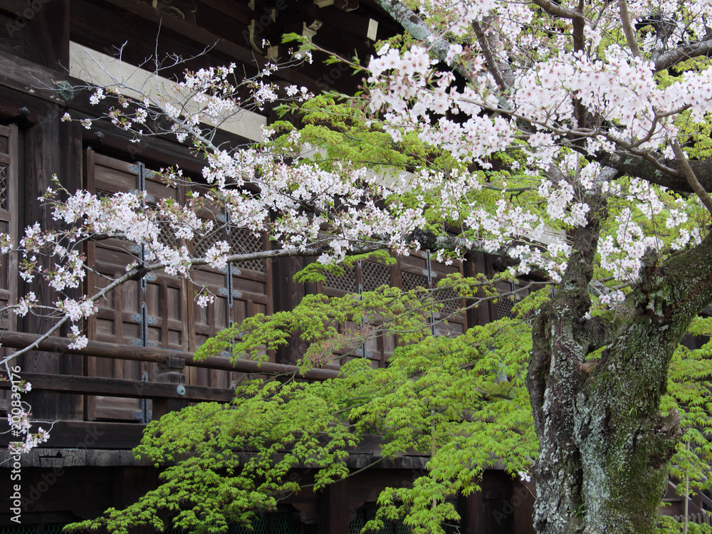 日本の春 日本の春