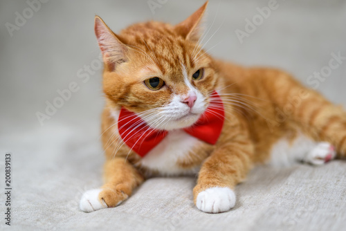 portrait of a red cat in the studio © shymar27