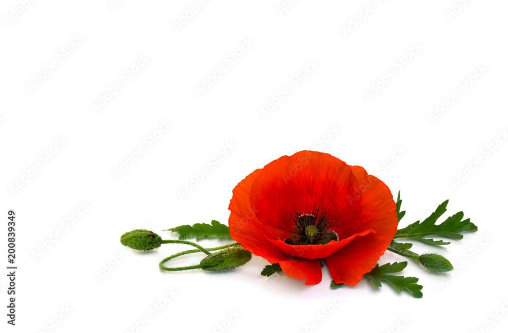 Naklejka premium Kwiaty czerwone maki i pąki (Papaver rhoeas, nazwy zwyczajowe: mak kukurydziany, róża kukurydziana, mak polny, czerwony chwast) na białym tle z miejscem na tekst.