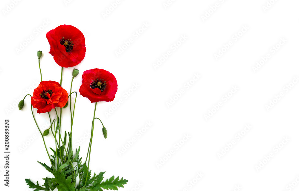 Fototapeta premium Kwiaty czerwone maki (Papaver rhoeas, nazwy zwyczajowe: mak kukurydziany, róża kukurydziana, mak polny, czerwony chwast) na białym tle z miejscem na tekst. Widok z góry, płaski układ.