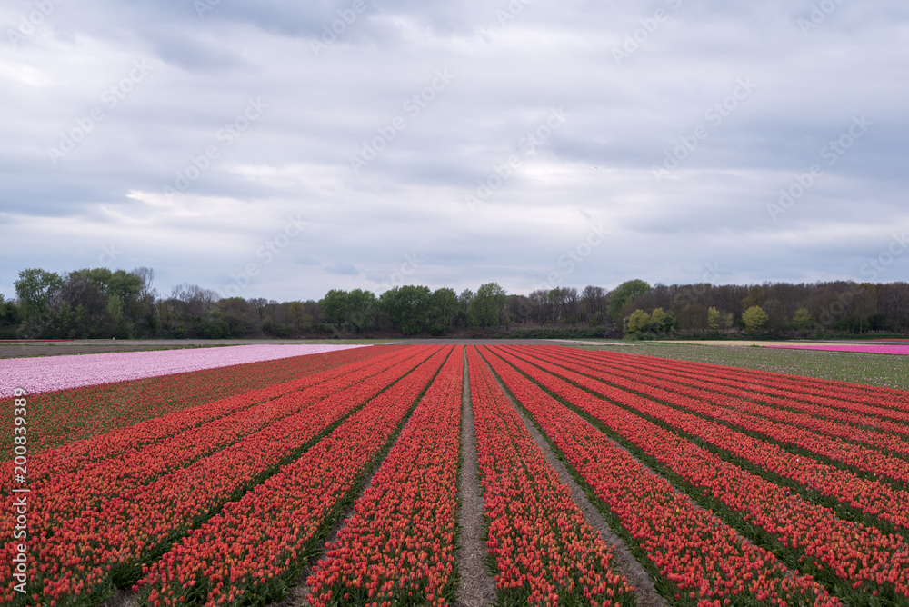 Colourful tulip fields, Netherlands