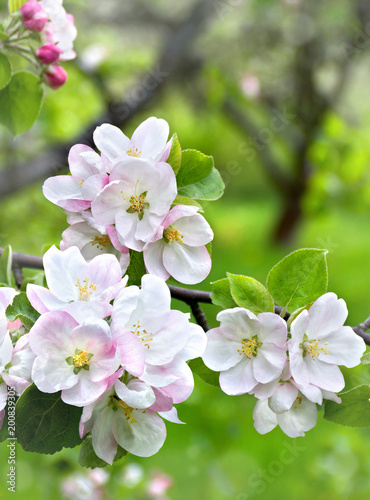 Flowers apple tree in blooming garden in spring time.
