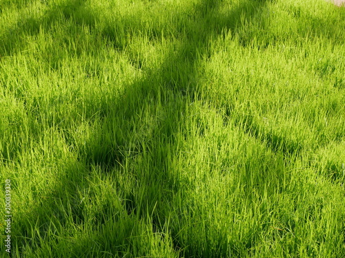 grass on green background of grass