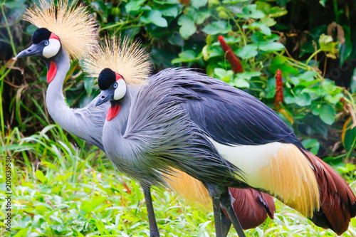 grey crowned crane