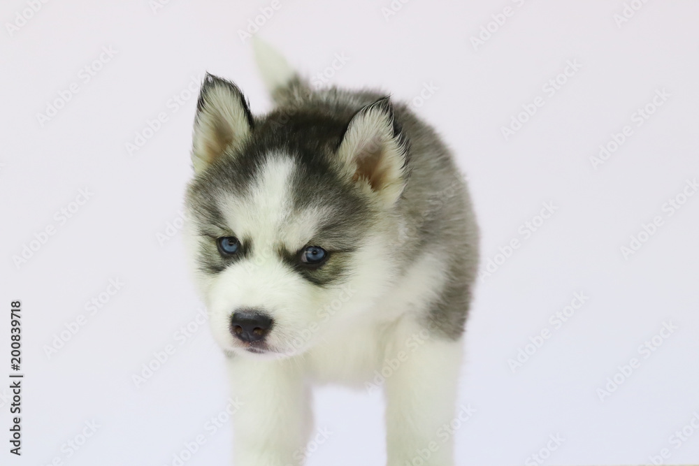Obraz premium Siberian husky puppy