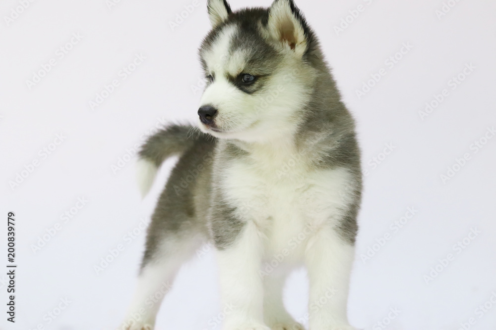 Siberian husky puppy Siberian husky puppy