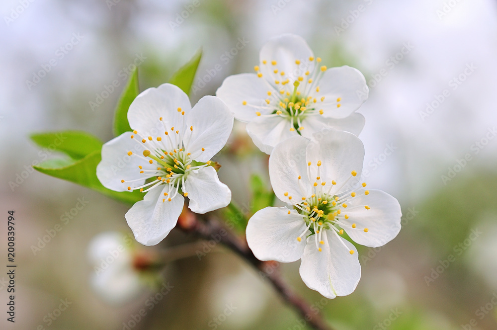 Beautiful cherry blossom in spring time