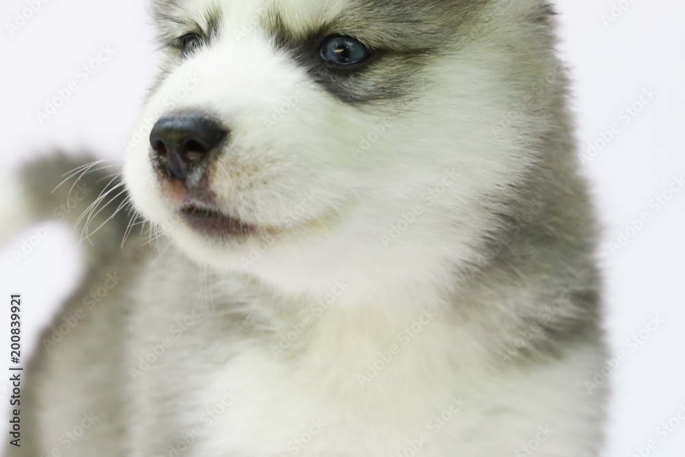 Obraz premium Siberian husky puppy