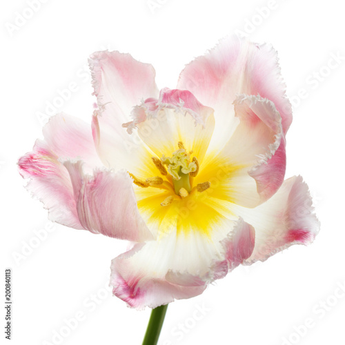 Delicate pink tulip flower isolated on white background.