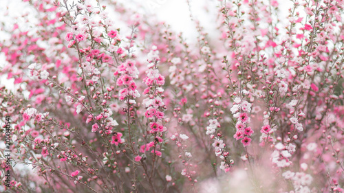 御柳梅 Images Browse 13 Stock Photos Vectors And Video Adobe Stock