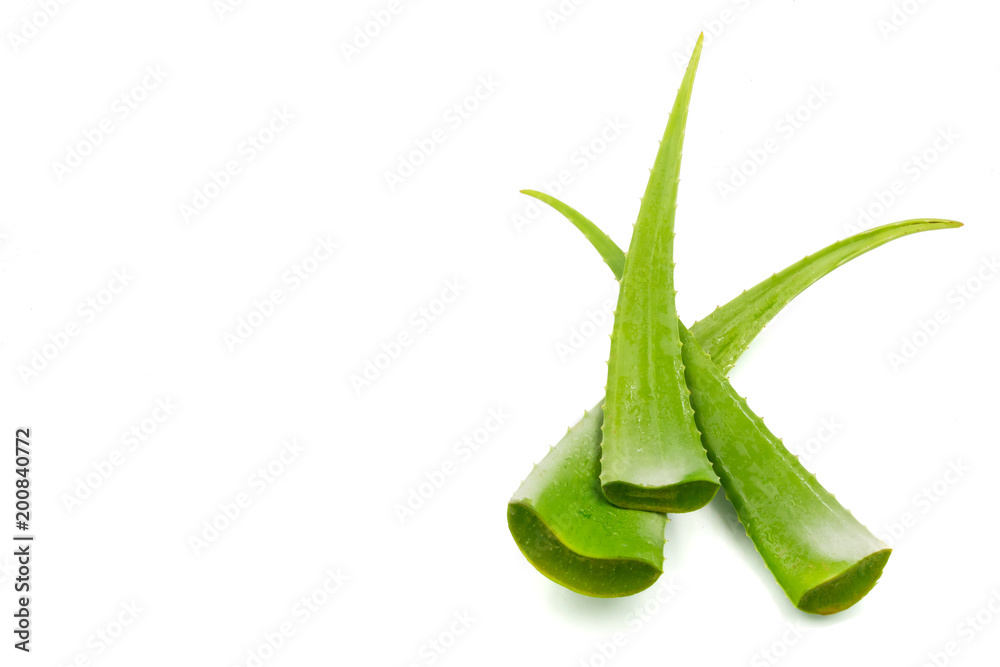 Aloe vera plant on white background. Aloe vera is used in traditional medicine as a skin treatment. Aloe vera plant on white background. Aloe vera is used in traditional medicine as a skin treatment.