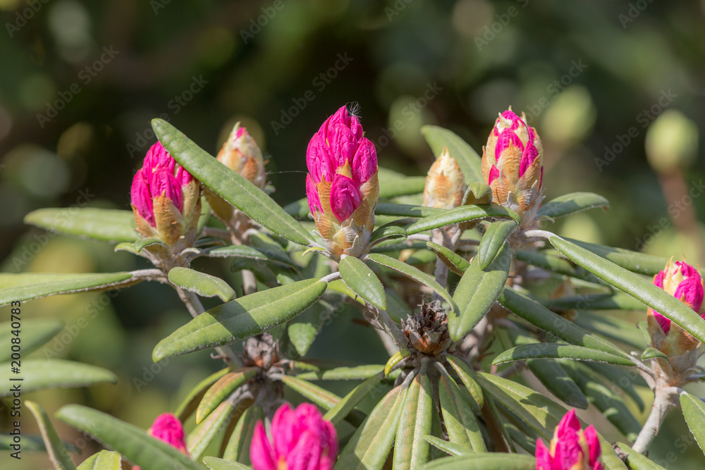 beginning of flowering rhododendron beginning of flowering rhododendron