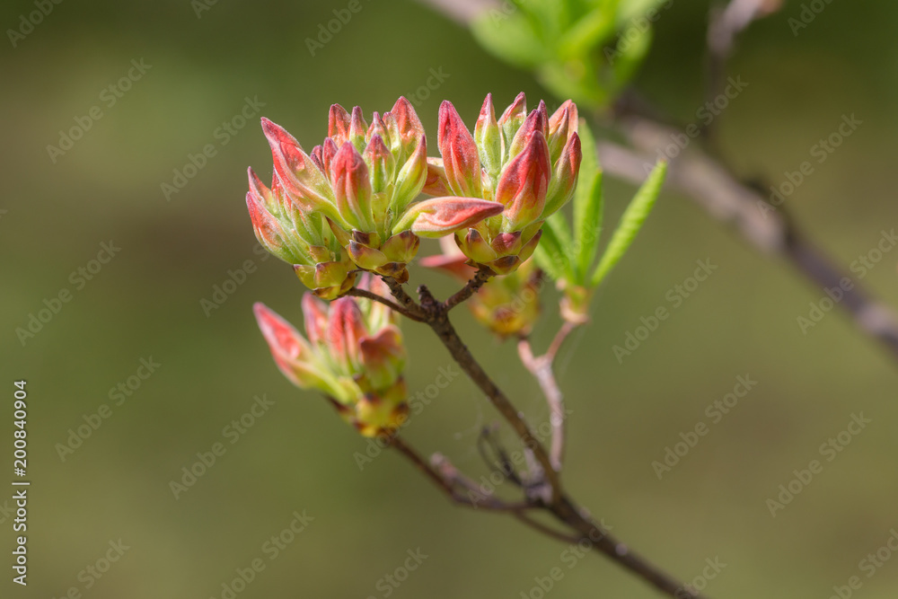 Obraz premium beginning of flowering