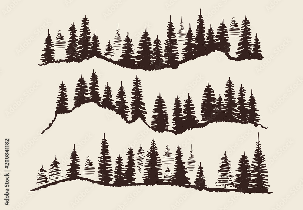 Obraz premium Vintage grawerowanie lasu. Doodle szkic wektor zestaw drzew jodły