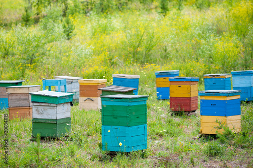 bee garden in Siberia