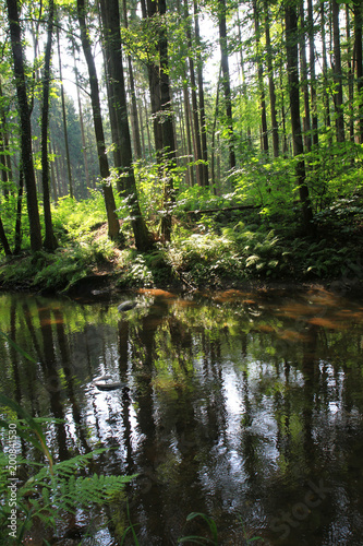 river in the green forest