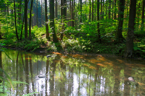 river in the green forest