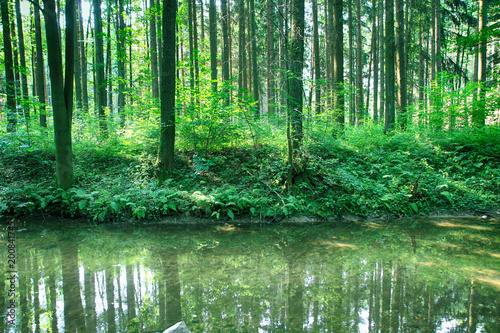river in the green forest