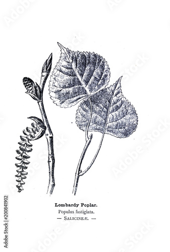 Botanical illustration. photo