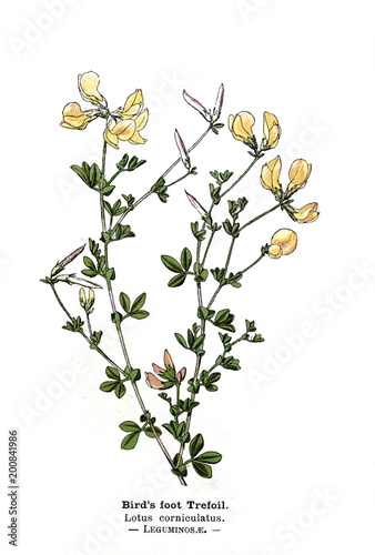 Botanical illustration.  photo