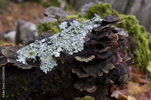 polyporaceae lignicole mushrooms on wood in forest © ciroorabona