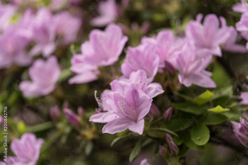 春のお花畑　カラフル