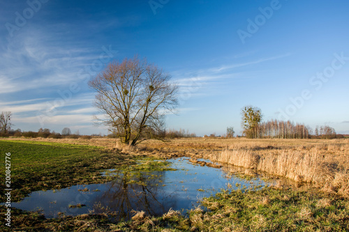 Big tree and puddle on the meadow