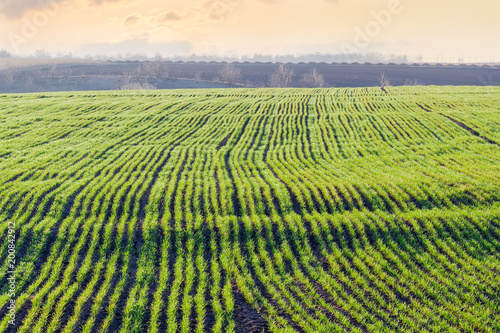 Field of winter wheat in the morning at early spring