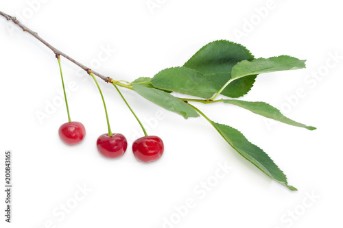 Branch of the cherry with berries and leaves