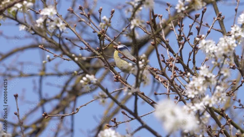 spring bird beautiful blue tit with blooming blossoms