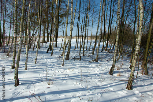 Birch forest and shadows from the sun on the snow
