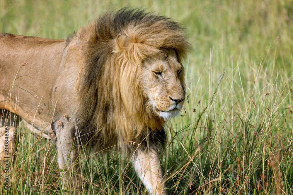 Naklejka premium Lion male in National park of Kenya