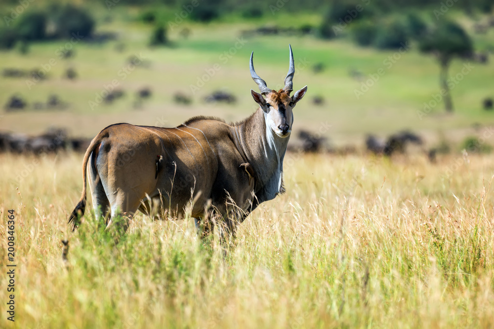 Greater kudu (Tragelaphus strepsiceros) Greater kudu (Tragelaphus strepsiceros)
