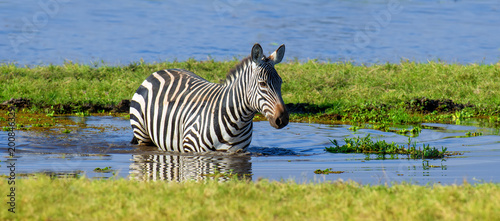 Zebra on grassland in Africa