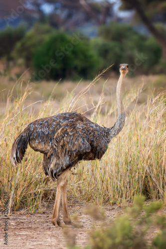 African ostrich (Struthio camelus)
