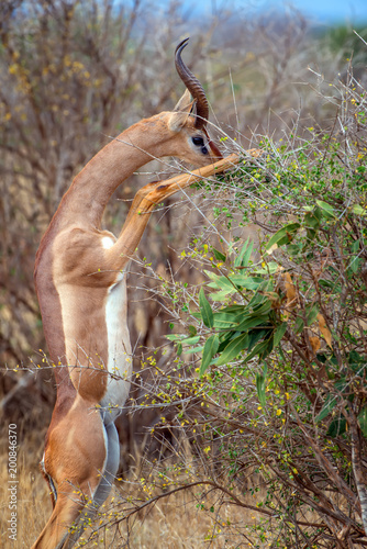 Gerenuk standing upright to reach leaves photo