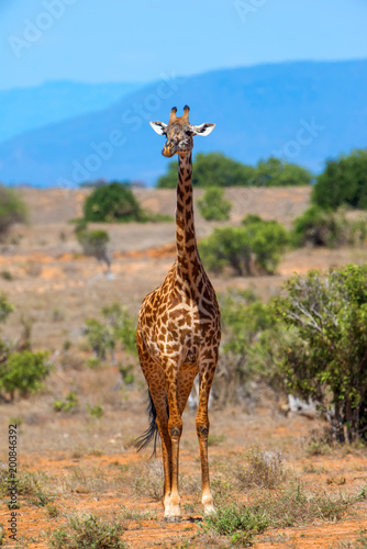 Giraffe in National park of Kenya