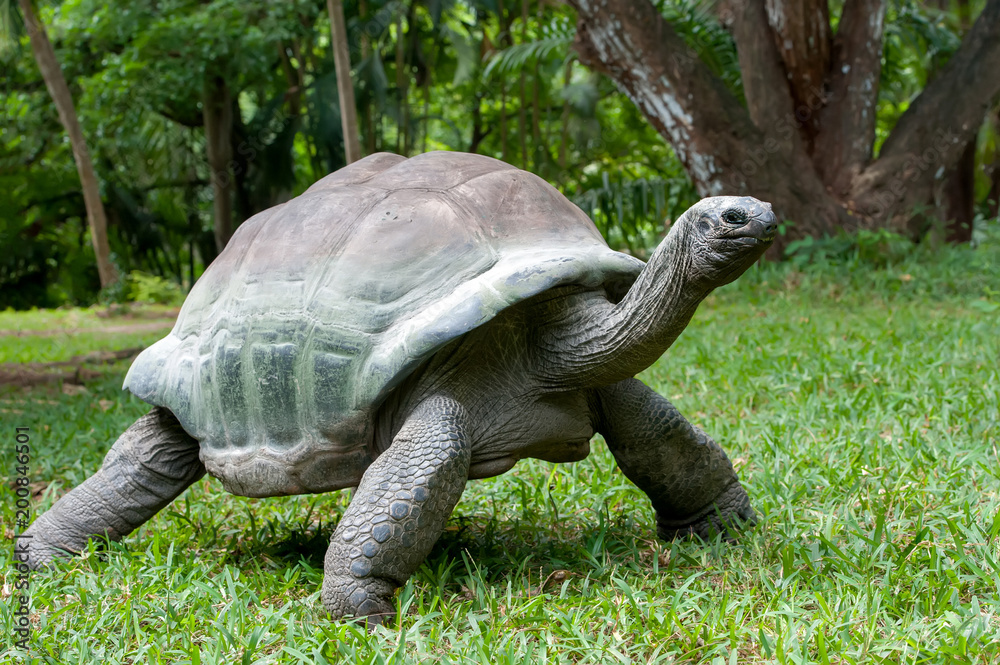 Obraz premium Turtle in grass