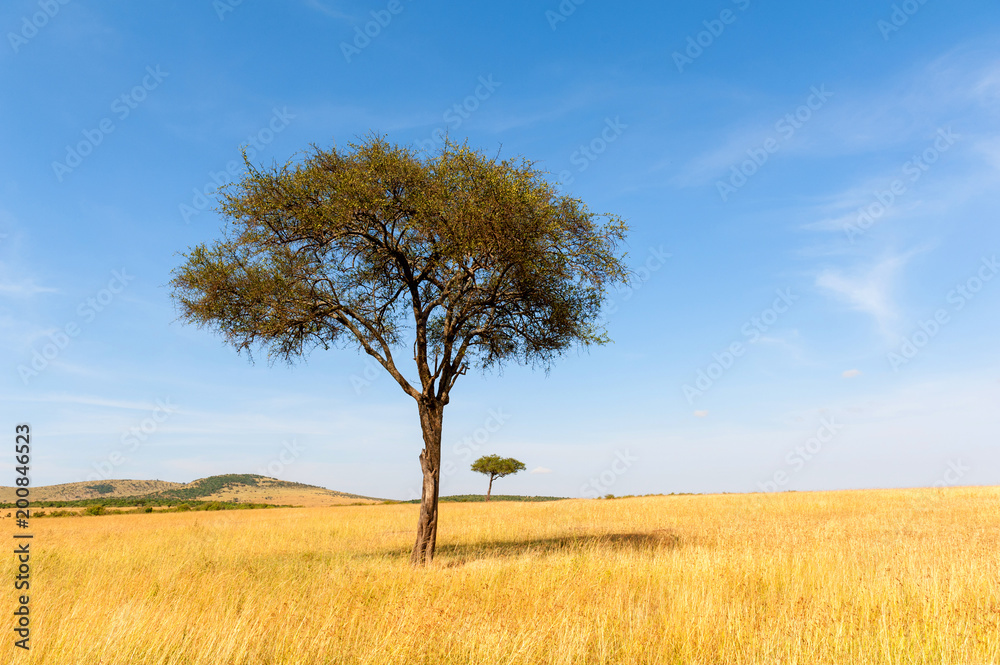 Landscape with nobody tree in Africa