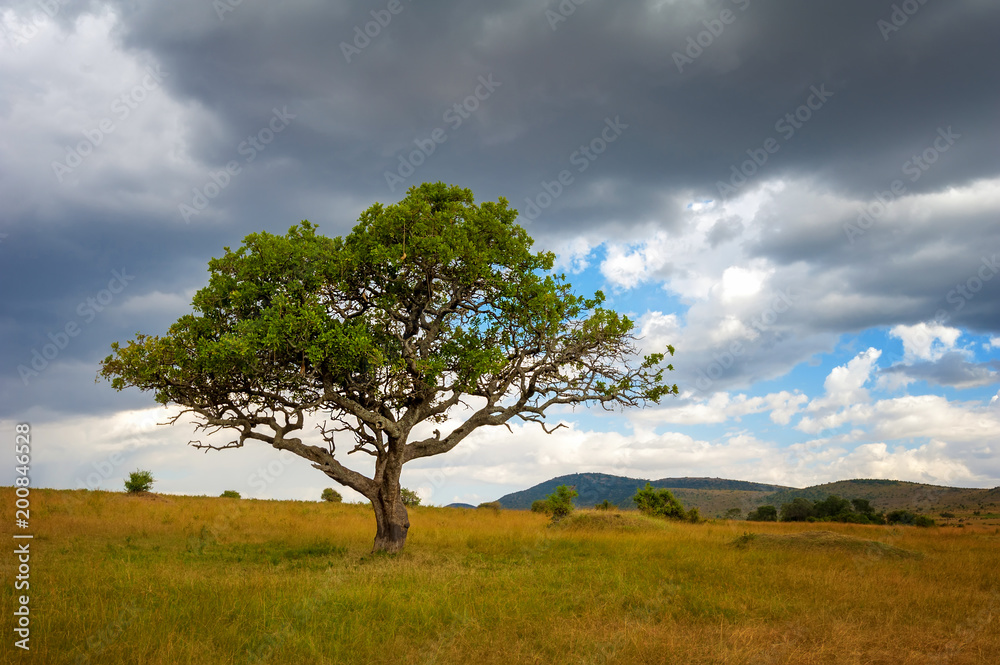 Landscape with nobody tree in Africa Landscape with nobody tree in Africa