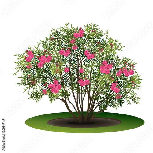 Fényképezés bush nerium oleander with pink flowers