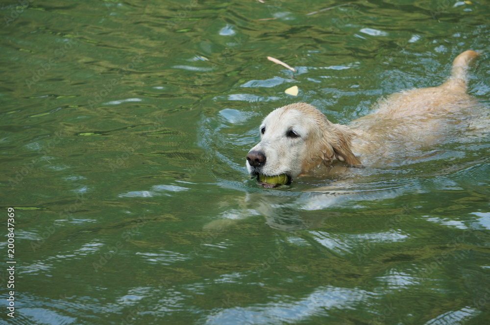 Yellow Labrador retriever swimming and playing tennis balls in the natural pond with beautiful water background. Water in the pond are bright green and so cold make the dog refreshing and joyful. Yellow Labrador retriever swimming and playing tennis balls in the natural pond with beautiful water background. Water in the pond are bright green and so cold make the dog refreshing and joyful.