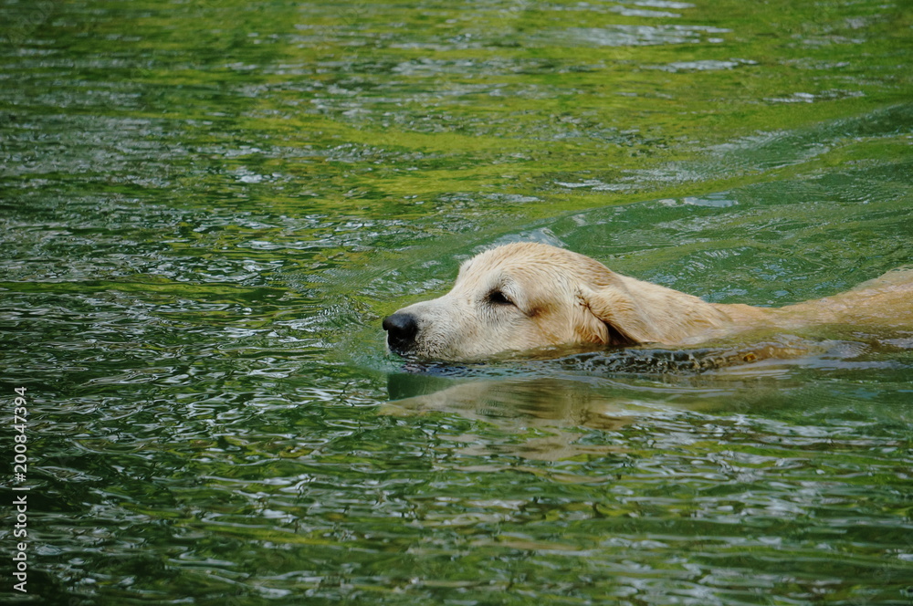 How Cold Is Too Cold For A Labrador Retriever