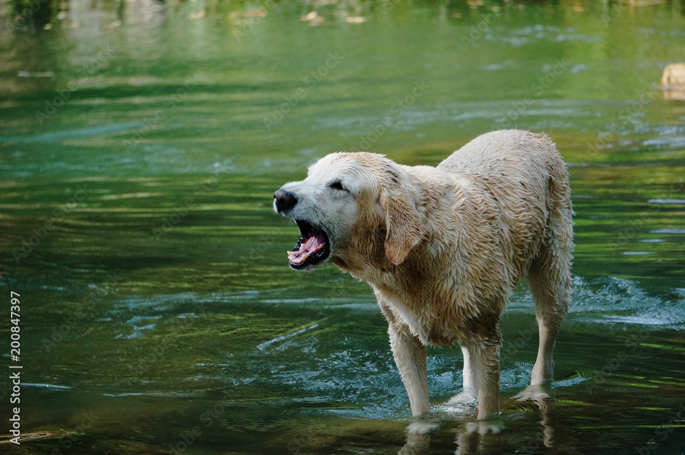 Yellow Labrador retriever swimming and playing tennis balls in the natural pond with beautiful water background. Water in the pond are bright green and so cold make the dog refreshing and joyful. Yellow Labrador retriever swimming and playing tennis balls in the natural pond with beautiful water background. Water in the pond are bright green and so cold make the dog refreshing and joyful.