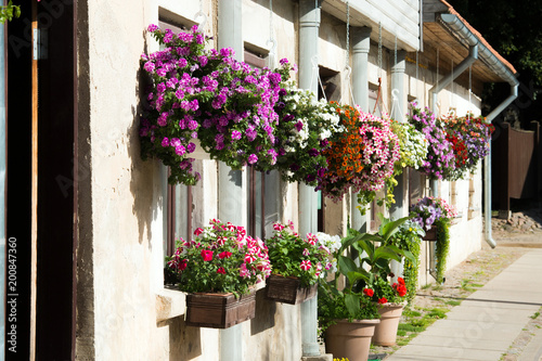 Petunia flowers in pots on the wall. Flowering plants, house decorating